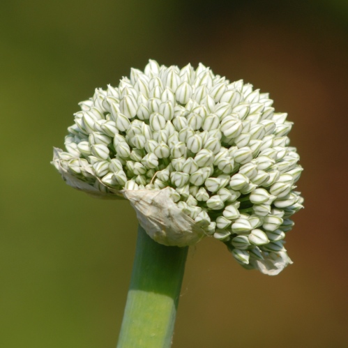 Fleur d'oignon